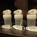 Schedel van Turqouise parkiet, Antiek en Kunst, Ophalen of Verzenden