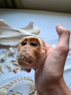 Leuke kop vervet aap autopsie, Verzamelen, Dierenverzamelingen, Ophalen of Verzenden, Schedel