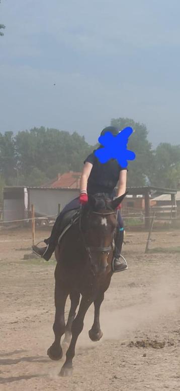 Halve stal paard en D pony geetbets beschikbaar voor biedingen
