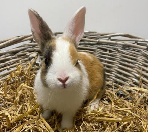 Dwergkonijntjes & dwerghangoortjes te koop, Dieren en Toebehoren, Konijnen, Dwerg, Meerdere dieren, 0 tot 2 jaar, Hangoor