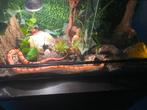 Korenslang + terrarium, Dieren en Toebehoren, Ophalen, Zo goed als nieuw