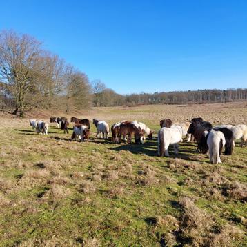 Minipaardjes, Dieren en Toebehoren, Pony's, Merrie, M, Gechipt