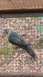 blauw pastel split opaline en zwart, Dieren en Toebehoren, Mannelijk, Parkiet, Geringd