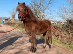 Super knappe en lieve merrie!, Dieren en Toebehoren, A pony (tot 1.17m), 3 tot 6 jaar, Recreatiepony, Merrie