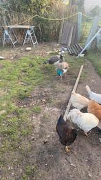 Pauwen, Dieren en Toebehoren, Pluimvee