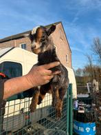 Geiten bok en 2 vrouwtjes, Dieren en Toebehoren, Geit, 0 tot 2 jaar