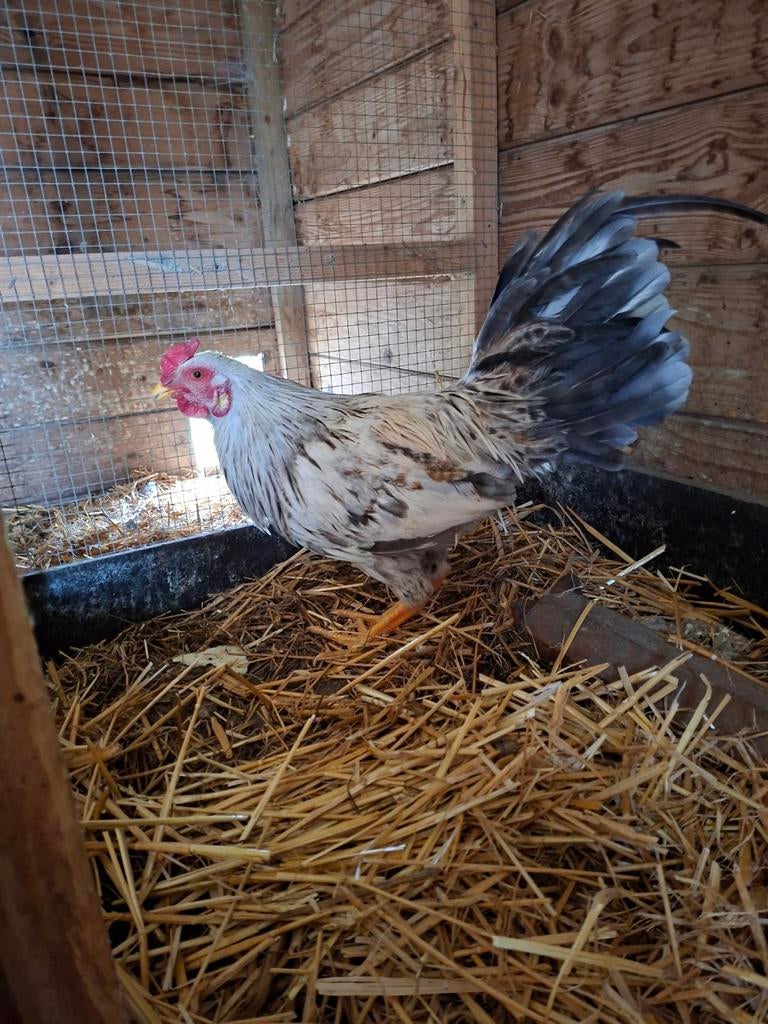 coqs, Animaux & Accessoires, Volatiles