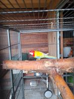 Goudmantel rosella, Dieren en Toebehoren, Vogels | Parkieten en Papegaaien, Parkiet, Geringd