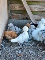 Verschillende rassen sierkippen:zijdehoen,cochin,padua,witku, Plusieurs animaux, Poule ou poulet