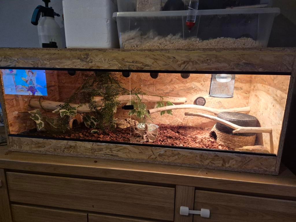 Volledig terrarium met korenslang, Ophalen