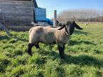 SUFFOLK RAMLAMMEREN, Mâle, Mouton, 0 à 2 ans