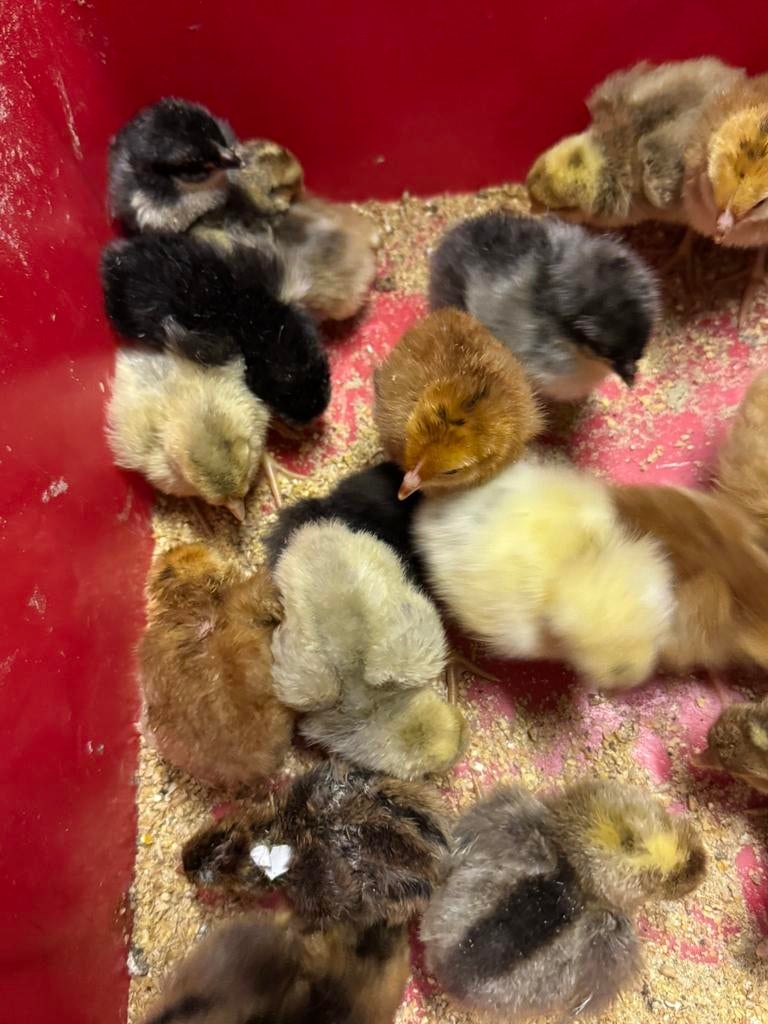 Kuikens pas uit het ei (kunnen onder een broedse kip), Dieren en Toebehoren, Pluimvee, Kip