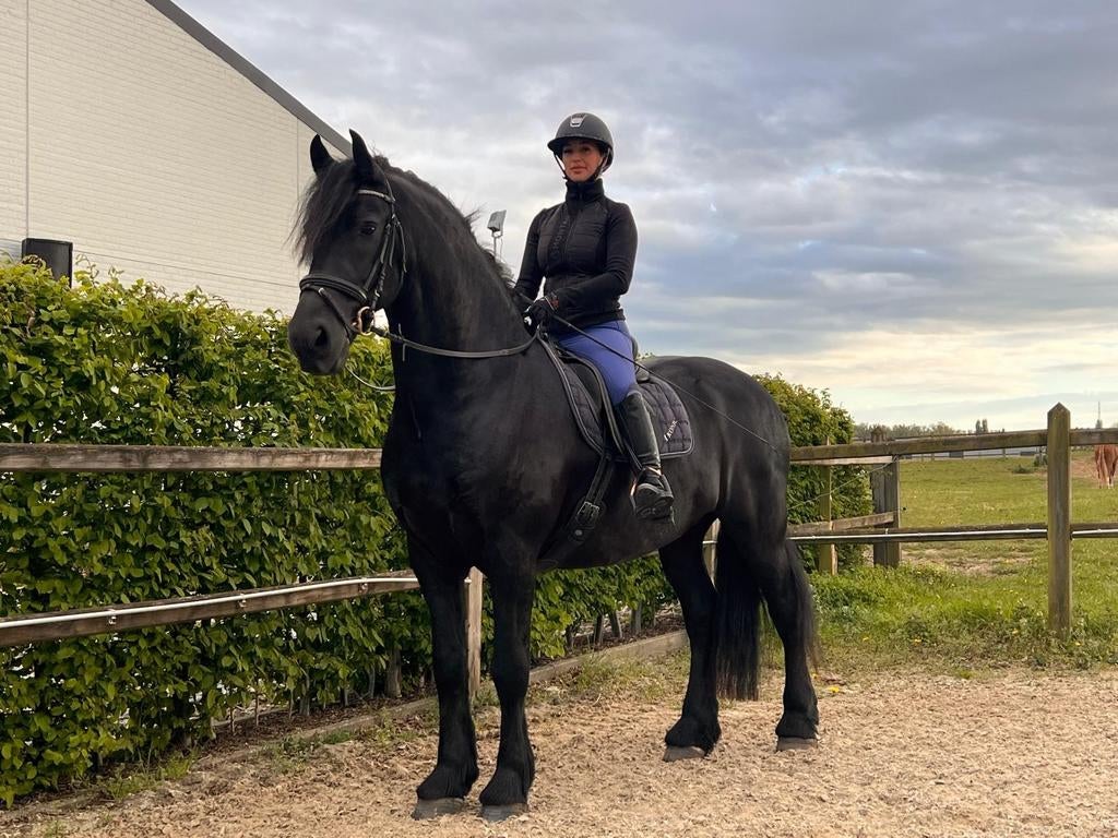 TE KOOP PAARD FRIES RUIN, Ruin, Dressuurpaard