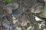 Gezocht chinese dwergkwartel hen wildkleur, Dieren en Toebehoren, Vogels | Overige Vogels, Vrouwelijk