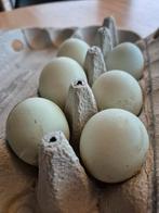 Olive Egger Broedeieren