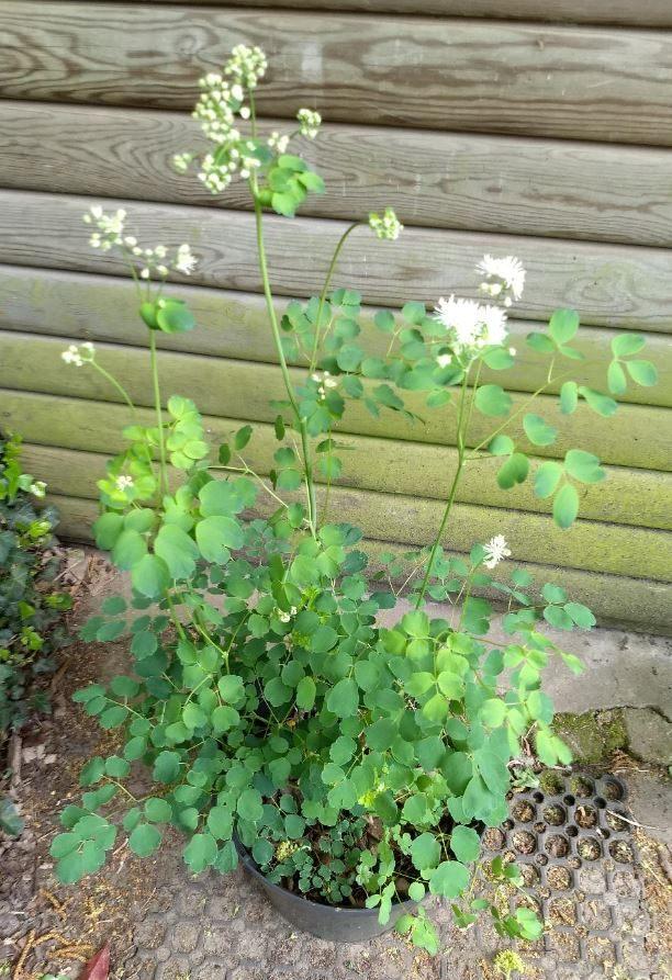 Thalictrum aquilegifolium – Akelei ruit, Tuin en Terras, Planten | Tuinplanten, Halfschaduw, Ophalen