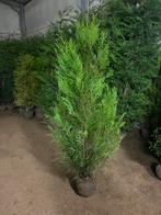 Thuja et atrovirus, Enlèvement ou Envoi