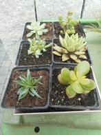 planten, Tuin en Terras, Planten | Tuinplanten, Overige soorten, Volle zon, Vaste plant, Ophalen of Verzenden