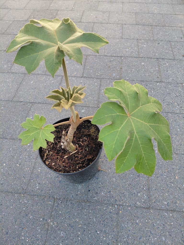 Tetrapanax, Ophalen