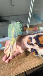 Conure Molinae, Maison & Meubles, Accessoires pour la Maison | Fleurs séchées, Enlèvement ou Envoi