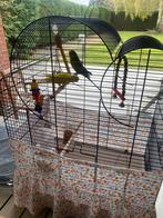 OM EEN COMPLETE KOOI MET 2 PARKIETEN TE GEVEN, Dieren en Toebehoren, Meerdere dieren, Parkiet, Tam