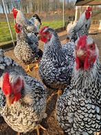 Broedeieren groothoender  wyandotte zilver zwart gezoomd, Animaux & Accessoires, Volatiles, Poule ou poulet
