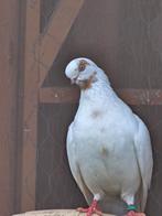 Koppel portugese tuimelaar, duivin cap de.frere, Dieren en Toebehoren, Vogels | Duiven
