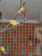 À vendre, canaris, jaunes, oranges, verts et jaunes