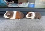 Jonge cavia’s, Dieren en Toebehoren, Knaagdieren, Cavia, Mannelijk, Januari, Tam