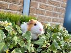 Cavia zeugjes, Februari, Vrouwelijk, Cavia