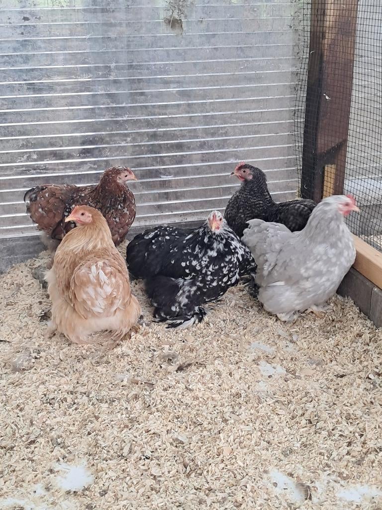 Cochin kriel hennen, Dieren en Toebehoren