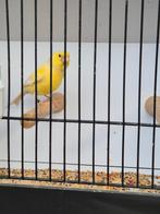 Waterslager pop 2025., Vrouwelijk, Zangkanarie