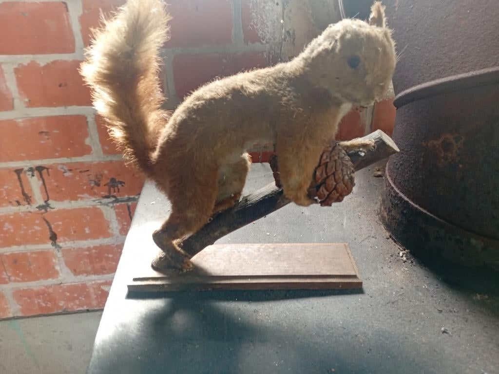 Eekhoorn, Ophalen, Zo goed als nieuw, Wild dier, Opgezet dier