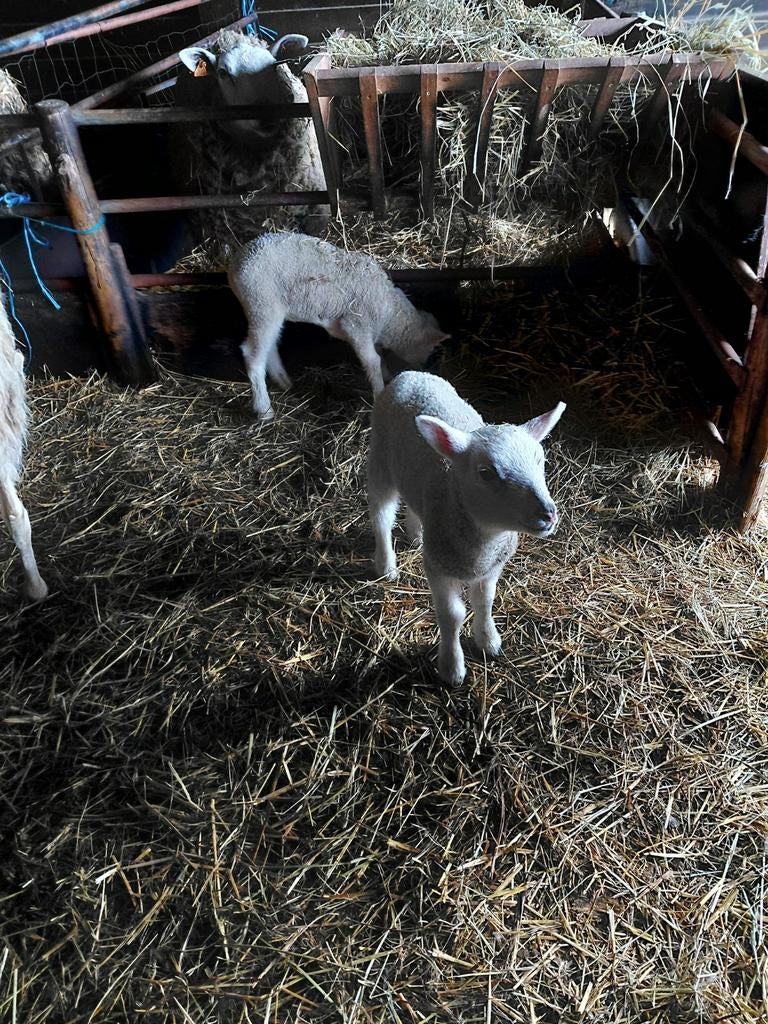lammetjes te koop, Dieren en Toebehoren, Schapen, Geiten en Varkens, Schaap, Meerdere dieren, 0 tot 2 jaar