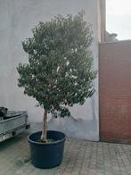 grote laurier boom, Tuin en Terras, Ophalen