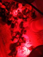 Kuikens vorwerk kippen, Dieren en Toebehoren, Pluimvee, Geslacht onbekend