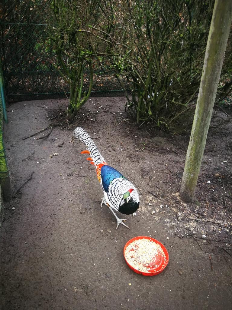 Lady Amherst haan, Autres espèces