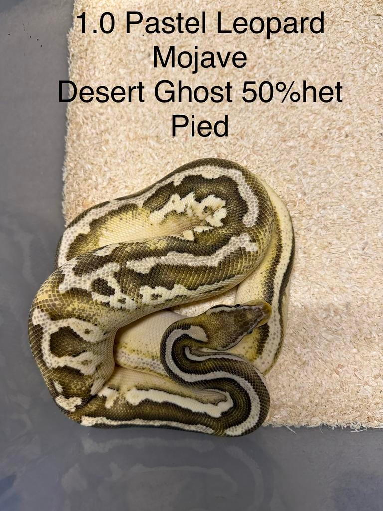 1.0 Pastel Leopard Mojave Desert Ghost 50% het Pied, Dieren en Toebehoren, Reptielen en Amfibieën, Slang, Tam, 0 tot 2 jaar