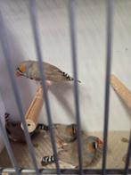 Zebravink bleekrug man, Dieren en Toebehoren, Vogels | Overige Vogels