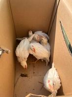 Kuikens Leghorn ( haantjes ), Mannelijk, Kip