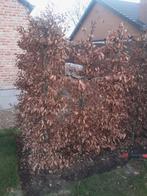 Fagus Sylvatica 200cm met kluit, Tuin en Terras, Ophalen, Beukenhaag, Haag, 100 tot 250 cm