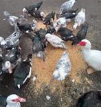 barberie hennen, Dieren en Toebehoren, Vrouwelijk, Eend