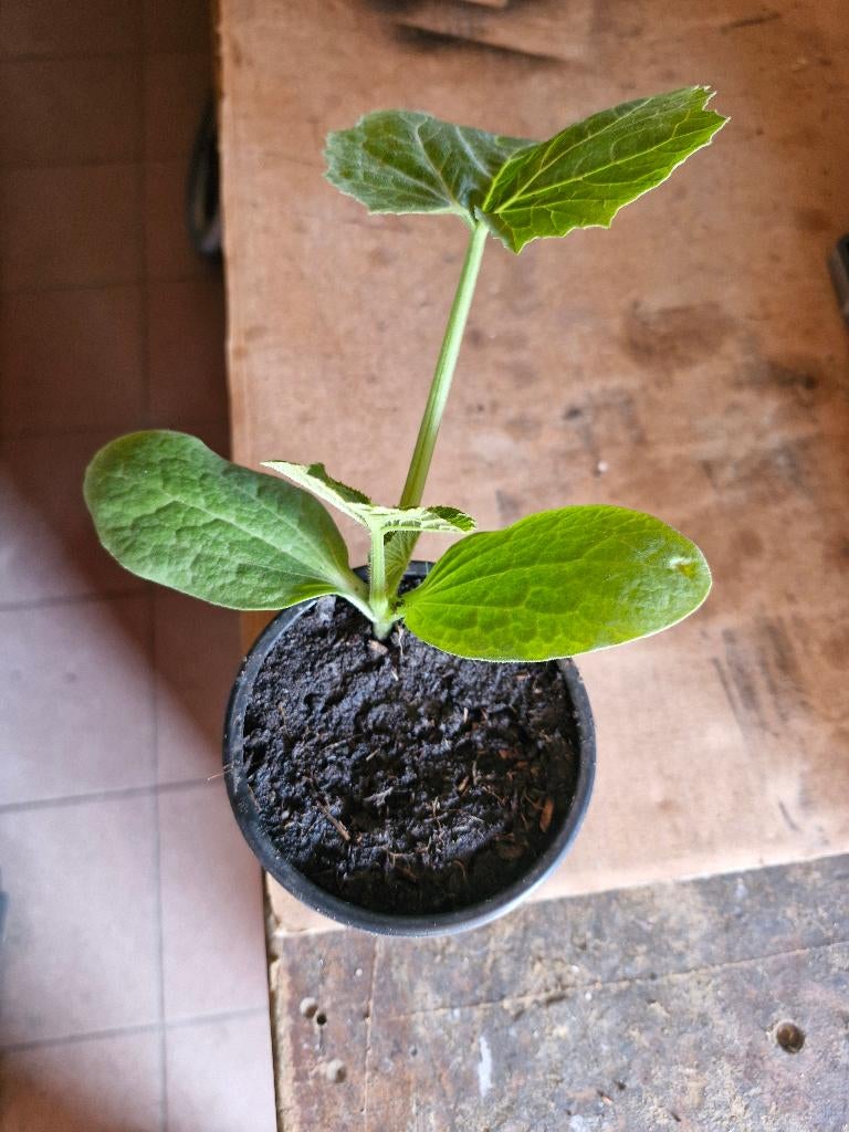 Plants de courgettes, Jardin & Terrasse, Plantes | Jardin, Annuelle, Printemps, Plein soleil, Enlèvement