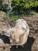 Ooi te koop, Dieren en Toebehoren, Vrouwelijk, Schaap, 0 tot 2 jaar