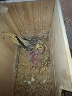 Valkparkieten, Dieren en Toebehoren