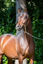 Lieve 5 jarige arabische volbloed ruin, Hongre