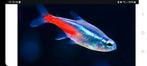 20 XL neontetras te koop, Dieren en Toebehoren
