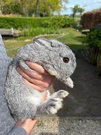 Lapin nain de race pure gratuit, Animaux & Accessoires, Mâle, Nain, 0 à 2 ans