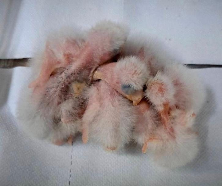 RECHERCHE Perruche ou Perroquet ou oisillon au nid pour EAM, Animaux & Accessoires, Oiseaux | Cages & Volières