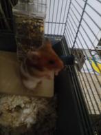 Goudhamsters zoeken thuis, Februari